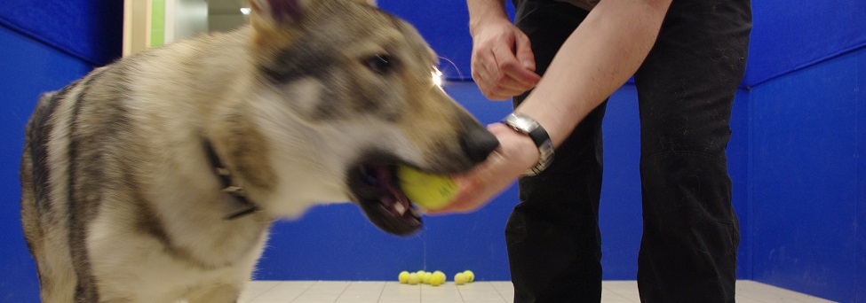 educateur canin comportementaliste montpellier gard herault l'Ã©thologie