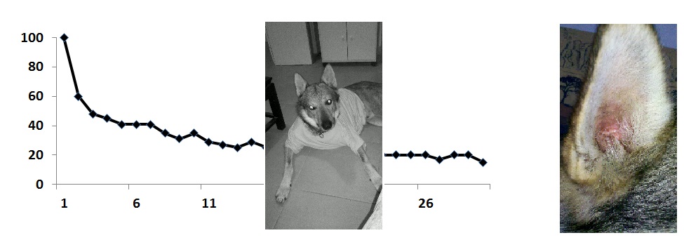 educateur canin comportementaliste montpellier gard herault Les apprentissages III : habituation, sensibilisation, gÃ©nÃ©ralisation et discrimination