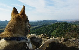 educateur canin comportementaliste montpellier gard herault Divers