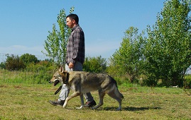 educateur canin comportementaliste montpellier gard herault Sports canins