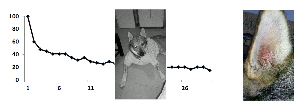 educateur canin comportementaliste montpellier gard herault Les apprentissages III : habituation, sensibilisation, généralisation et discrimination