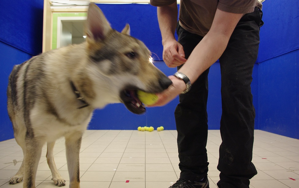 educateur canin comportementaliste montpellier gard herault l'éthologie