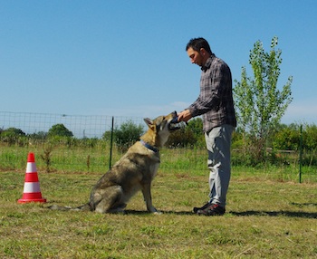 educateur canin comportementaliste montpellier gard herault-presentation