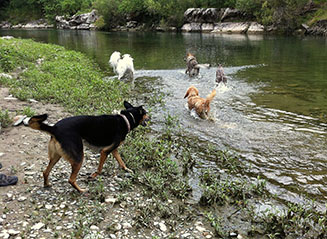 educateur canin comportementaliste montpellier gard herault-collectifs