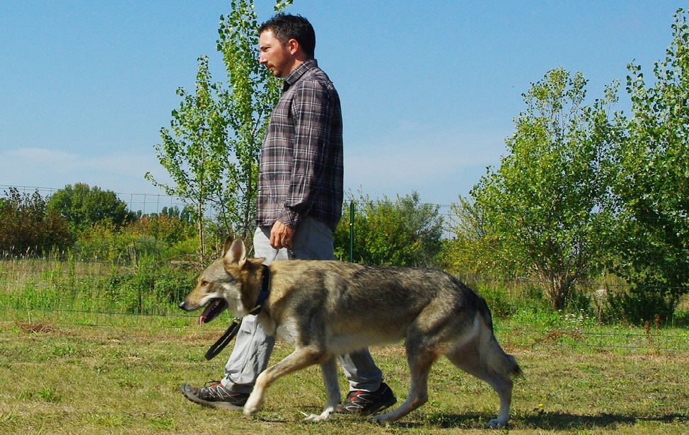 educateur canin comportementaliste montpellier gard herault L’Obéissance : sport canin et applications