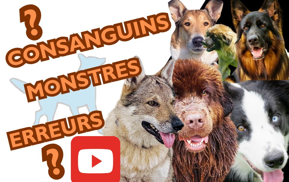 educateur canin comportementaliste montpellier gard herault Nouvelle vidéo YouTube : Les chiens de race
