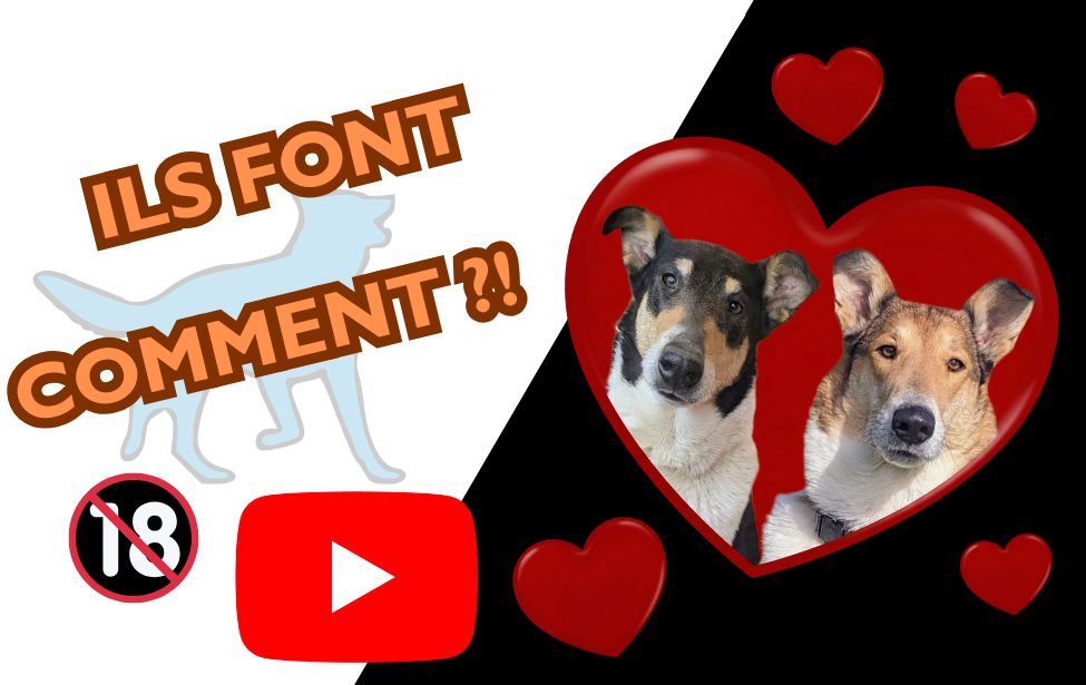 educateur canin comportementaliste montpellier gard herault La reproduction chez les chiens, ça se passe comment ?